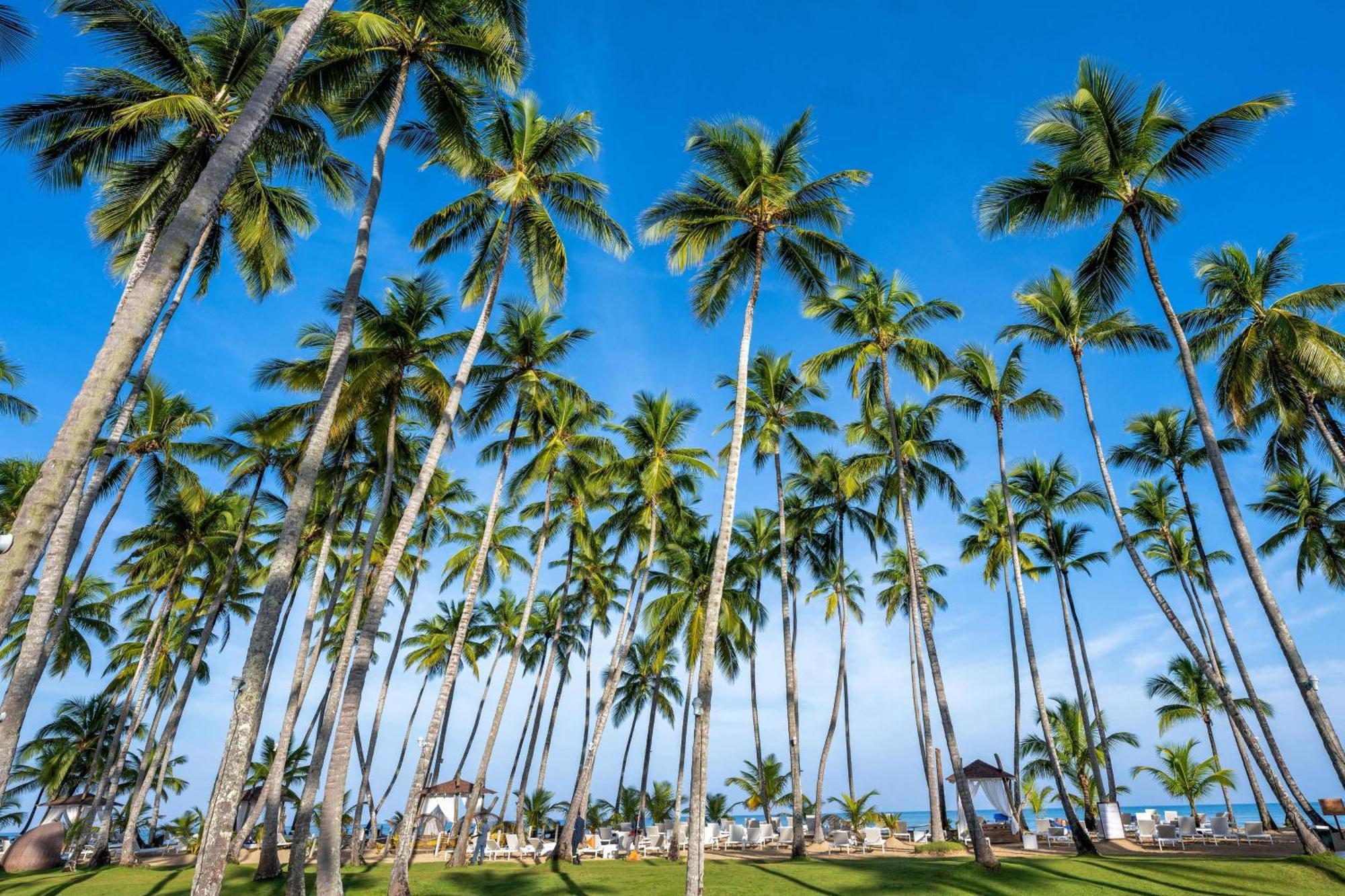 温德姆v萨马纳酒店 - 仅限成年人 - 全包 拉斯特拉纳斯 外观 照片 Palm trees in Punta Cana
