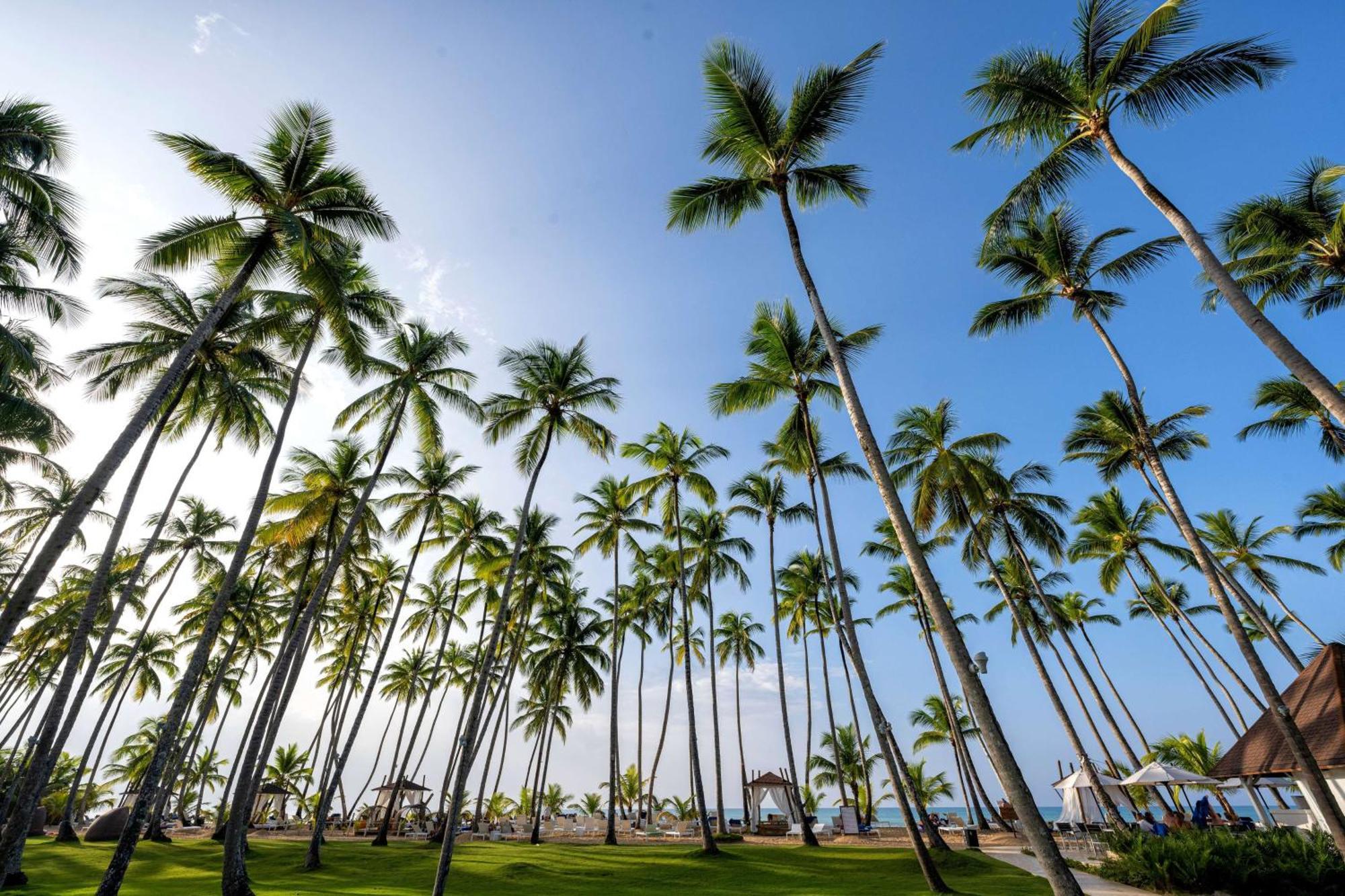温德姆v萨马纳酒店 - 仅限成年人 - 全包 拉斯特拉纳斯 外观 照片 Palm trees in Punta Cana